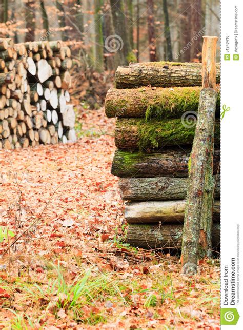 Big Pile Of Wood In Autumn Forest Stock Photo Image Of Pine Resource
