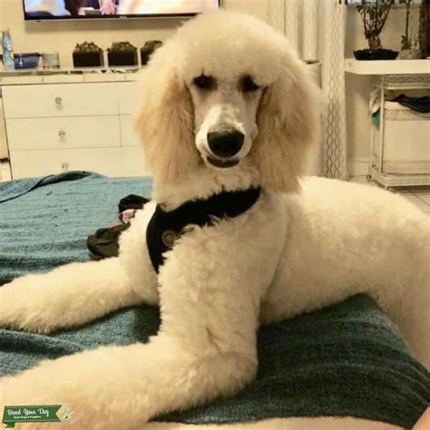 Grand Standard Poodle Stud Stud Dog In Miami The United States
