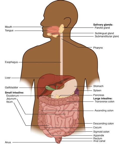 Chapter 23 The Digestive System Anatomy And Physiology Laboratory