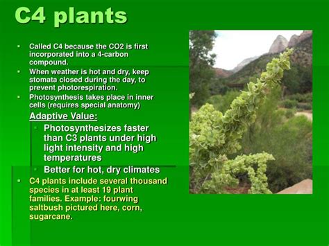 Ppt Photosynthesis Using Light To Make Food Powerpoint Presentation