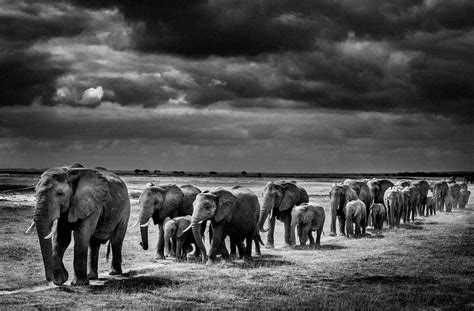 7 Elephant Black And White Africa Geographic