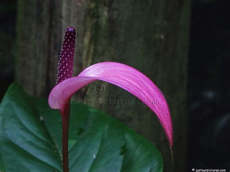orchid  anthurium pictures   pictures  flowers