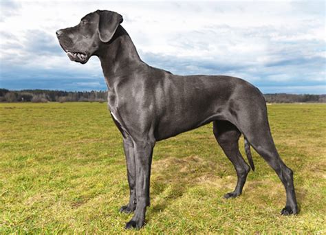 Great Dane Dog Breeds Facts Advice And Pictures Mypetzilla Uk