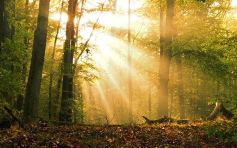 Herbstsonne Foto And Bild Landschaft Wald Licht Bilder Auf Fotocommunity