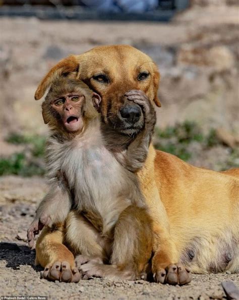 Pregnant Dog Adopts 10 Day Old Orphaned Monkey After Its Mother