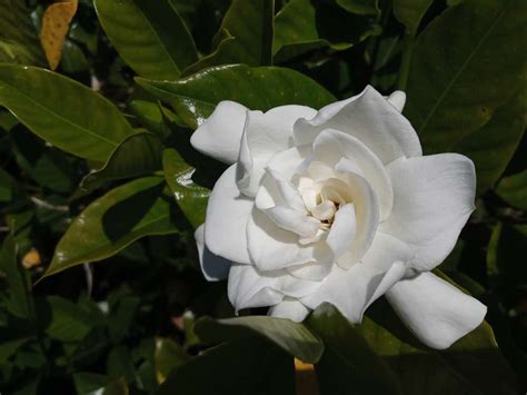 Top 8 Uses And Benefits Of Gardenia Essential Oil