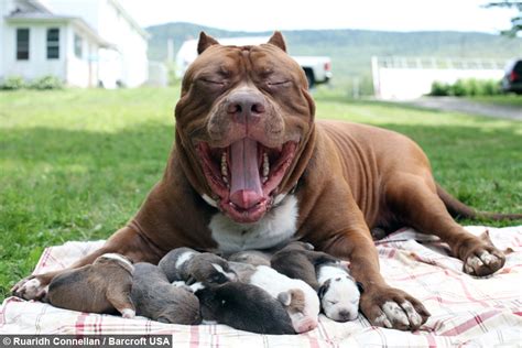 The World S Biggest Pitbull Is Now A Father And Our Hearts Are Melting [photos]