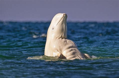 This Strangely Buff Beluga Whale Has A Better Six Pack Than You