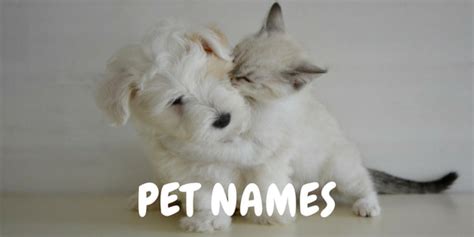 10 Pet Name Generator Websites Free