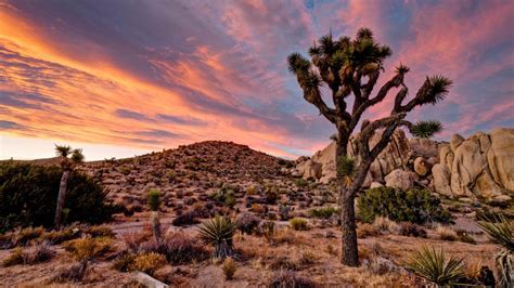 Sunrise In Joshua Tree National Park Wallpaper Photos Cantik