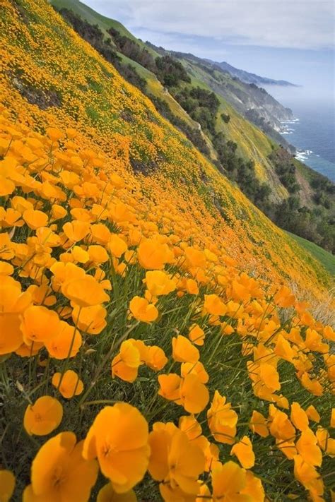 Big Sur California North Coast Usa California Wild Flower Poppies By