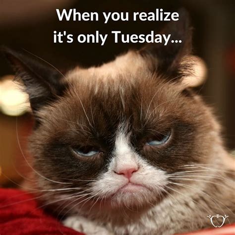 Security Check Required Funny Grumpy Cat Memes Tuesday Quotes Funny