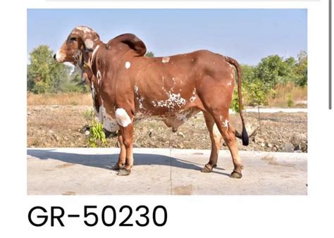 Gir Bull Frozen Semen Packaging Size 025 Ml At Rs 30unit In Rajkot Id 27229264848