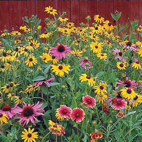 Native Perennial Wildflower Mix Gurneys Seed And Nursery Co