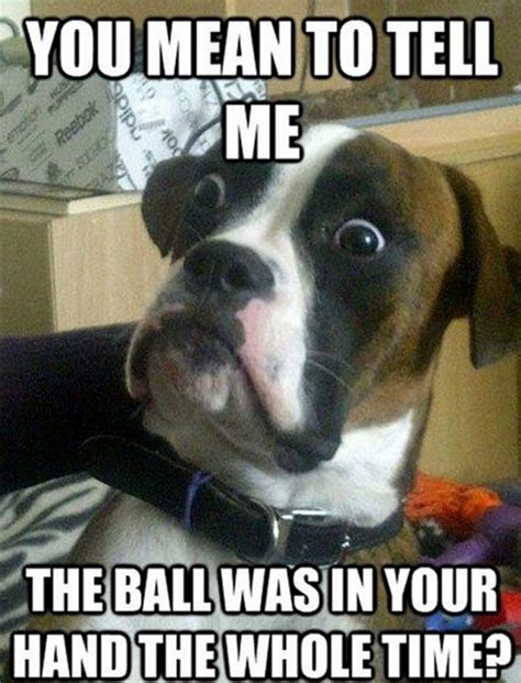 101 Funny Dog Memes Youll Love Surprised Dog Funny Dog Memes Dog Memes