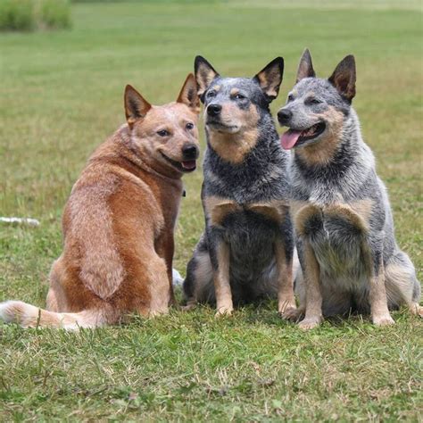 15 Things That Your Heeler Does When Hes Trying To Tell You Something