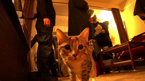 Cute Cat Interrupts Movie Filming YouTube