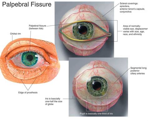 The Sclera And Its Coverings Anatomy Of The Anterior Eye For