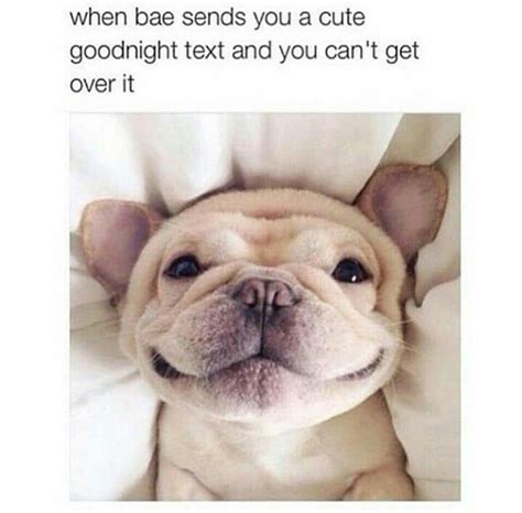 Cute Puppy Dog Animal Pets Funny Dog Memes Dog Memes Clean