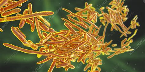 Erysipelothrix Bacteria Illustration Stock Image F0343180