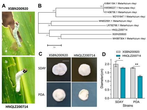 Insects Free Full Text Virulence Of Metarhizium Rileyi Is Determined By Its Growth And