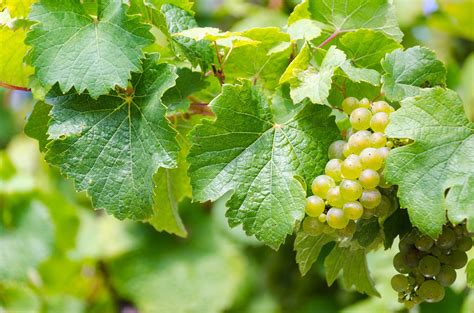 Grape Varieties Riesling Weekend In Europe