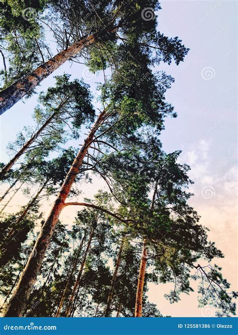 Beautiful Pine Branches With Big Large Beautiful Forest Landscape At