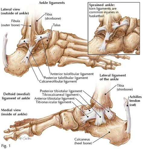 If you've ever had a foot injury, you understand the importance of its ligaments and tendons. Ankle Pain