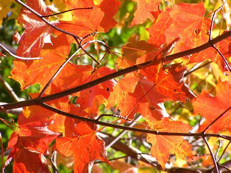 Maple Leaves Liz West Flickr