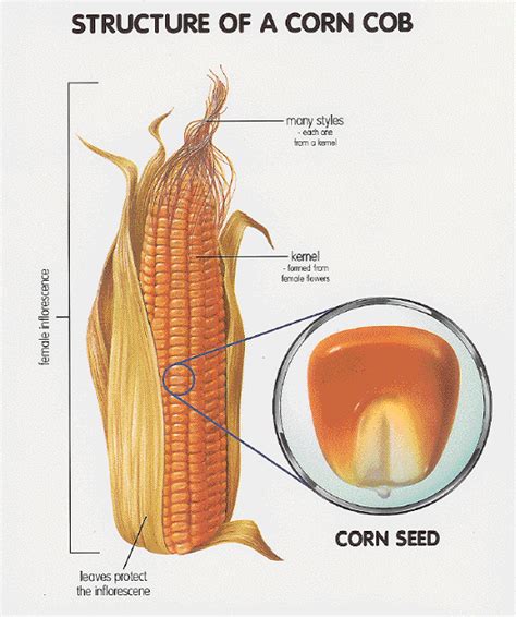Id161mhtm Parts Of A Corn Plant A