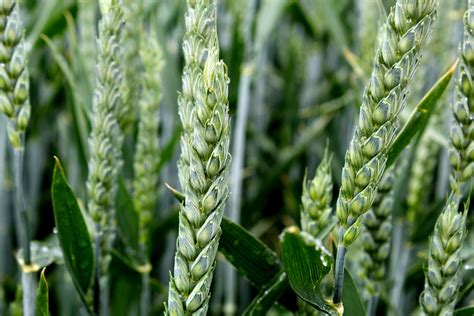 3840x2560 Macro Plant Wheat 4k Wallpaper Coolwallpapersme