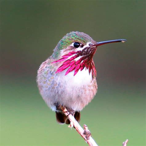 10 Incredible Hummingbird Species You Could See In Your Backyard Most