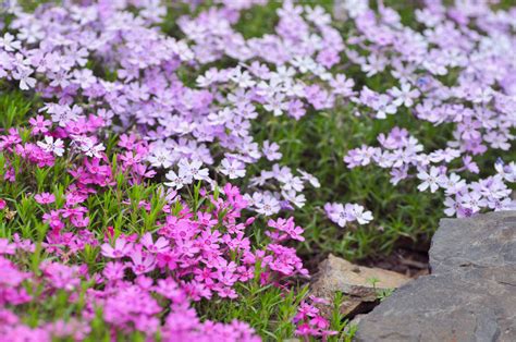 34 Spring Flowers To Add To Your Garden