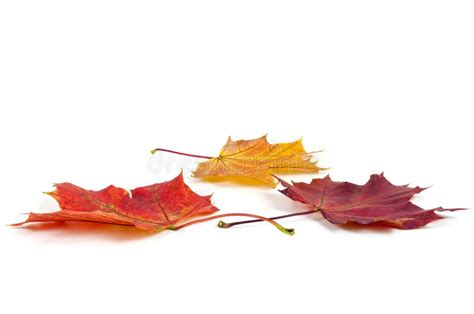 Hojas De Arce Coloridas Del Otoño En El Fondo Blanco Imagen De Archivo