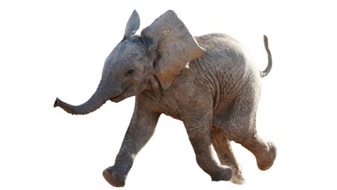 Elephant Png To Created Add 34 Pieces Transparent