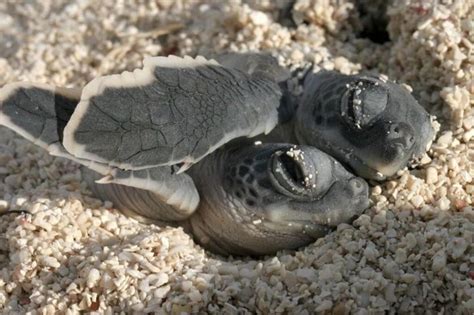 Cute Baby Turtles We Need Fun
