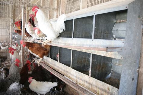 Fort Worth Small Scale Poultry Production Seminar Set April 30