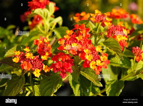 Tropical Lantana Plant With Splenid Flowers Lantna Amata Verbenaceae