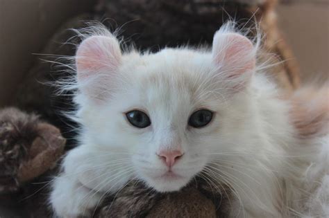 7 Cat Breeds With Short Ears With Pictures Pet Keen