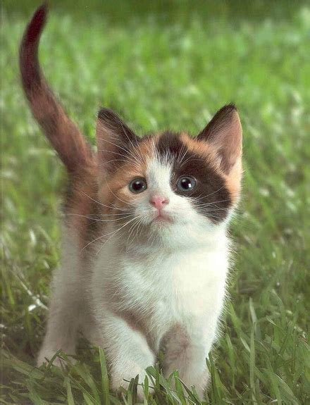 Kitten Pics Cute Kittens Photo 16296566 Fanpop