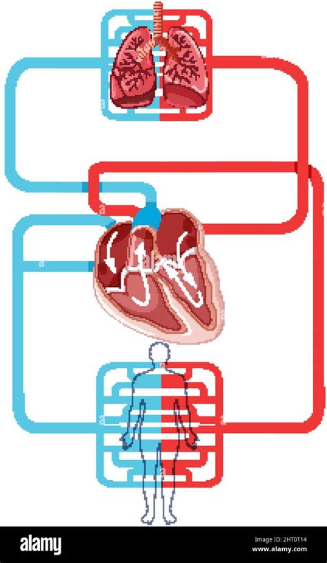 Diagrama Que Muestra El Flujo Sanguíneo Del Corazón Humano Imagen