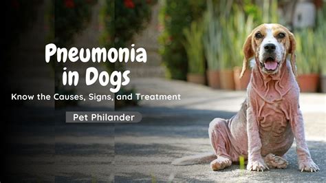 Dog Pneumonia Know The Causes Signs And Treatment Pet Lovers Youtube
