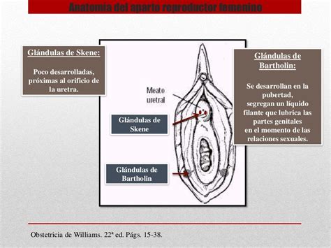 Anatomía Del Aparto Reproductor Femenino