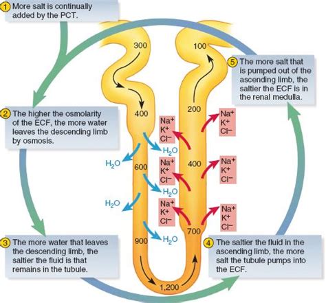 30 Best Chapter 23 The Urinary System Images On Pinterest