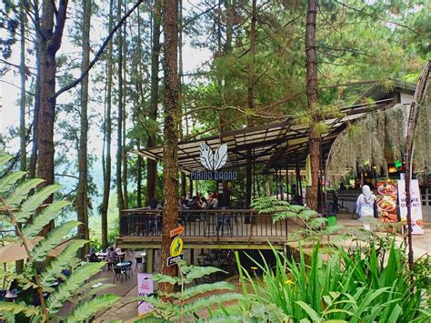 Wisata Kopi Daong Ngopi Di Tengah Hutan Pinus Diary Dessy Beauty