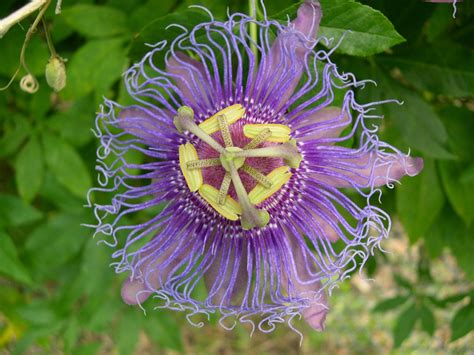 Passiflora Incarnata Purple Passion Flower Dummer ゛☀ Green Fingers Gfinger Is The Most