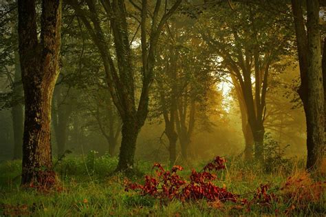 Forest Of Linden By Lillianevill On Deviantart Forest Plants Forest