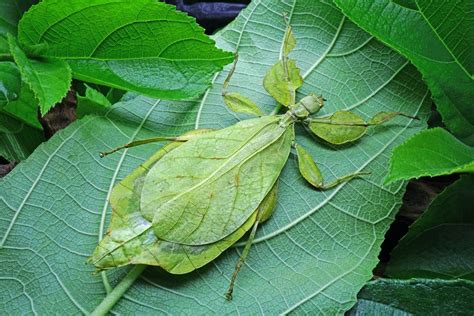 Why Are My Leaf Insects Not Hatching Life Of Bugs