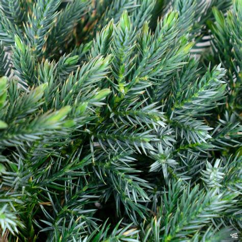 Juniper Blue Point — Green Acres Nursery And Supply