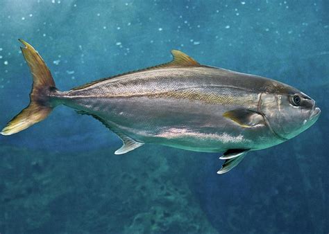 Greater Amberjack Greeting Card By Stavros Markopoulos